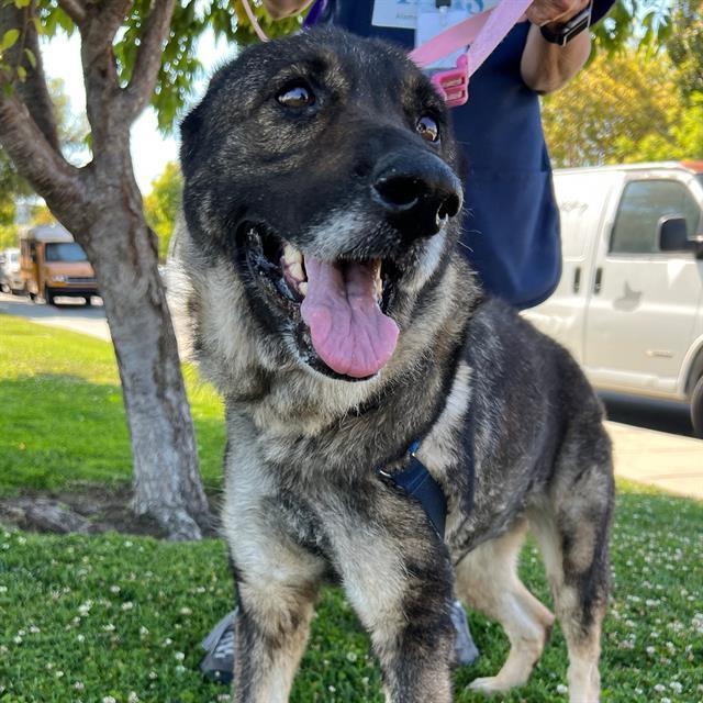 DUSTY LUCILLE, Adoptable, Adult Female German Shepherd Dog.