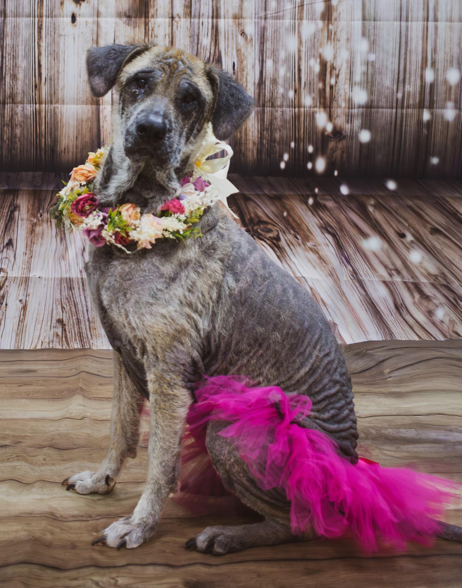 Enlarge Maria- Medical Foster Needed!, a Adoptable mixed breed in Archbold , OH image 1/1