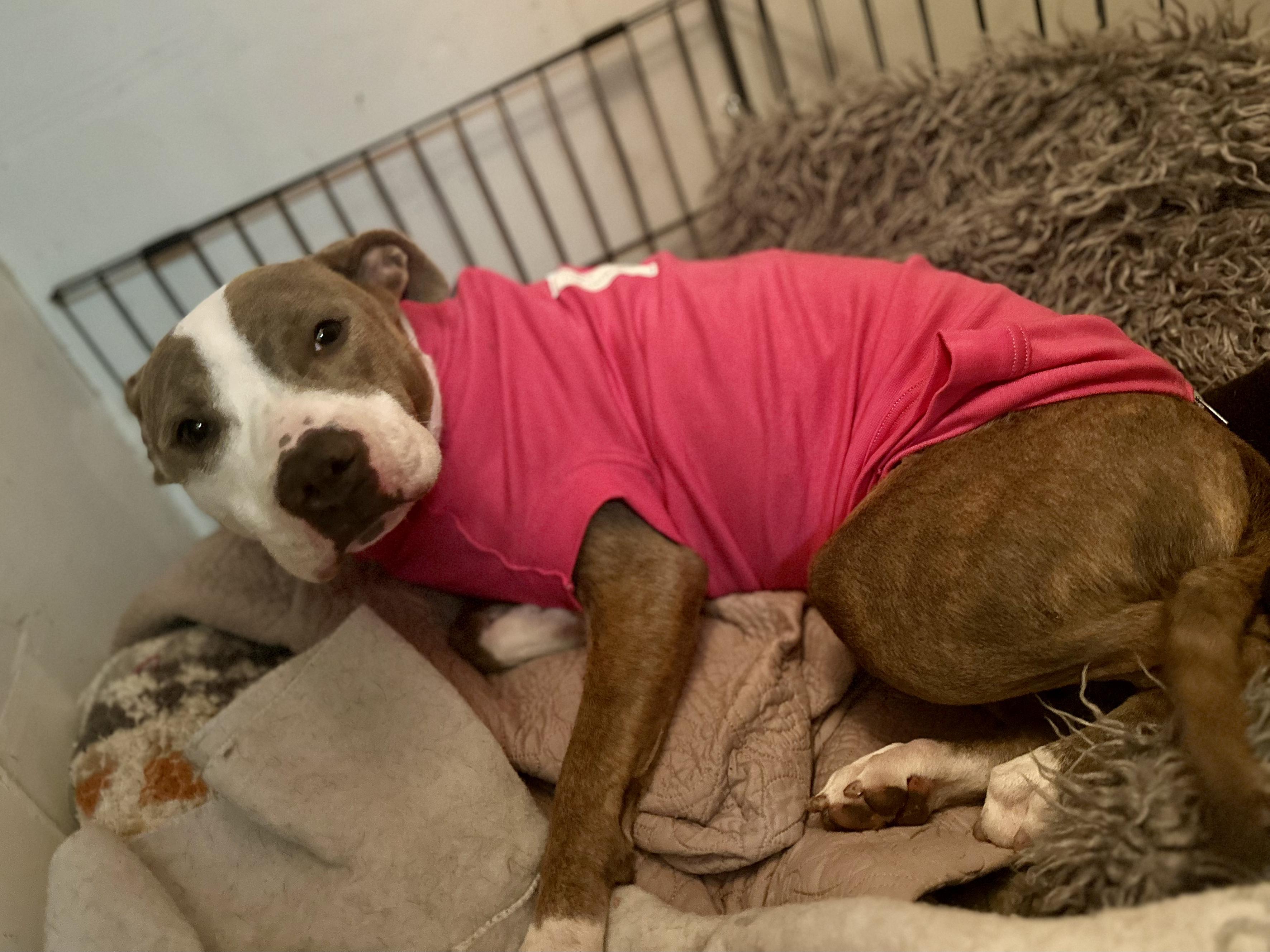 Enlarge Skipper, a Adoptable Pit Bull Terrier in Fort Worth, TX image 6/6