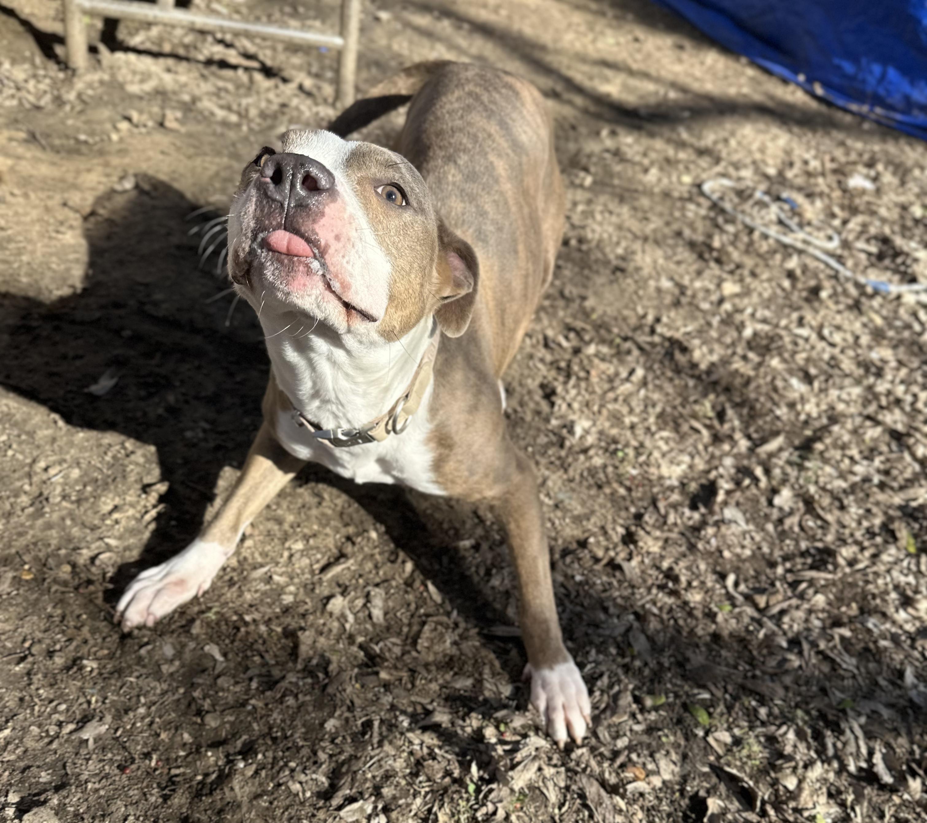 Enlarge Skipper, a Adoptable Pit Bull Terrier in Fort Worth, TX image 2/6