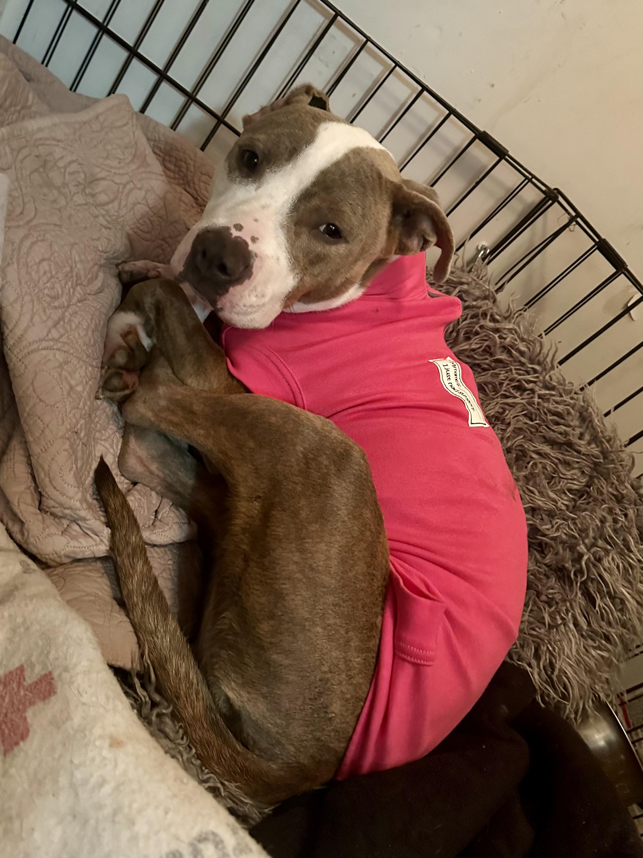 Enlarge Skipper, a Adoptable Pit Bull Terrier in Fort Worth, TX image 3/6