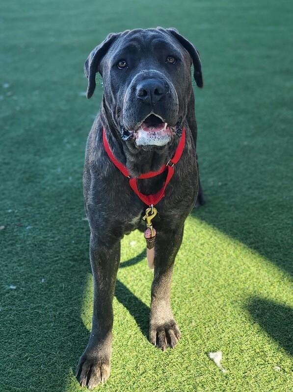 Venus, a Adoptable Cane Corso in Fruit Heights, UT image 1/6