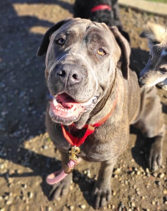 Venus, a Adoptable Cane Corso in Fruit Heights, UT image 2/6