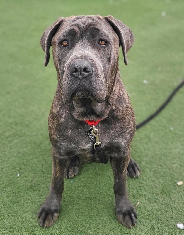 Venus, a Adoptable Cane Corso in Fruit Heights, UT image 3/6