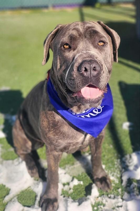 Venus, a Adoptable Cane Corso in Fruit Heights, UT image 4/6
