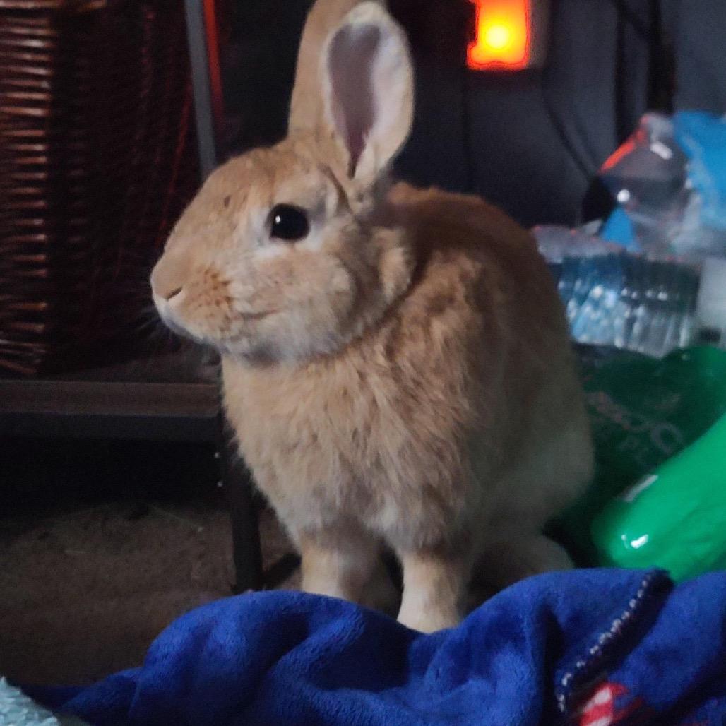 Enlarge Croissant, a Adoptable Bunny Rabbit in Gansevoort, NY image 1/1