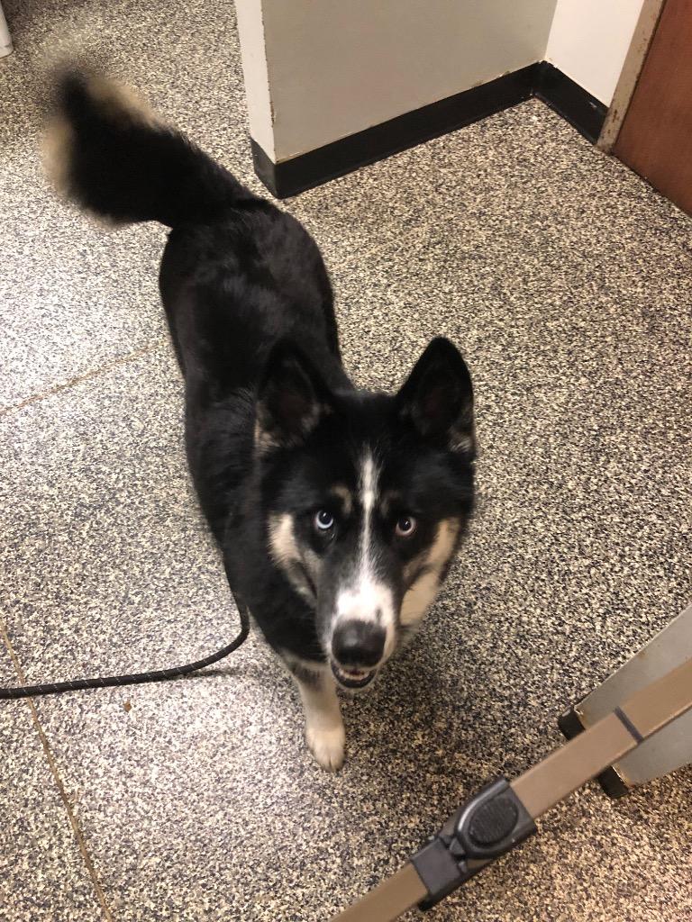 Enlarge Balto, a Adoptable mixed breed in Columbia, TN image 1/1