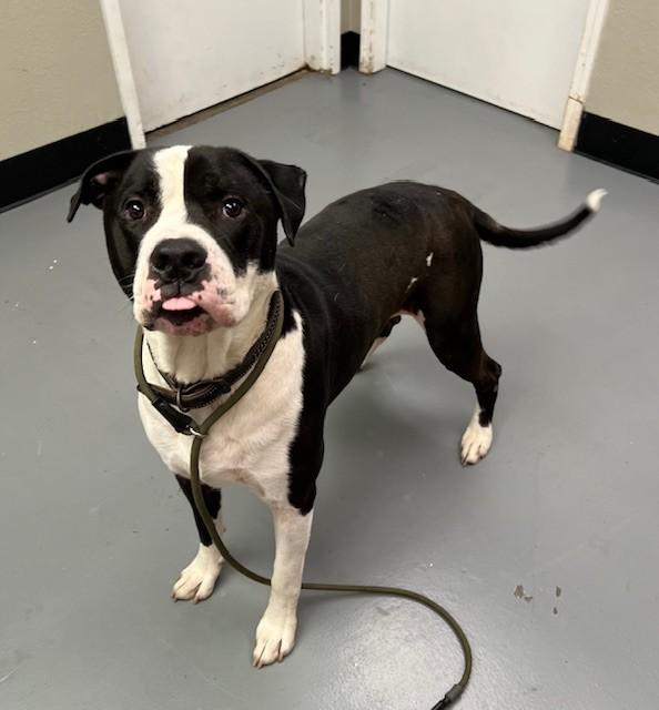 Enlarge Bosco, a ADOPTABLE Pit Bull Terrier in Phoenix, OR image 1/2