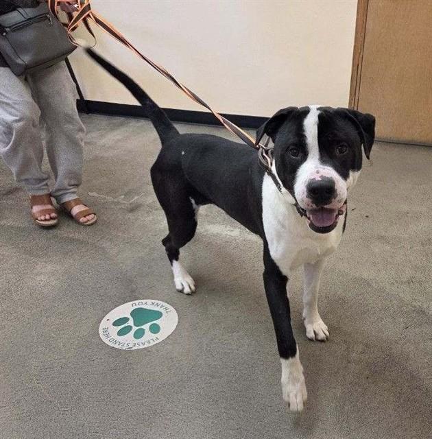 Enlarge Bosco, a ADOPTABLE Pit Bull Terrier in Phoenix, OR image 2/2