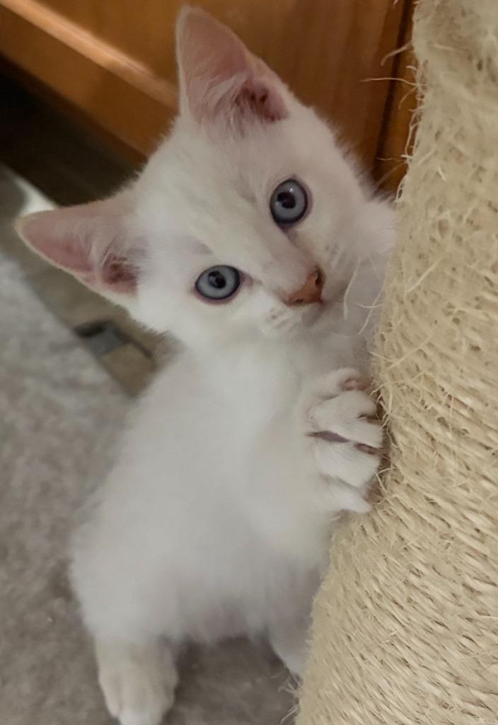 Enlarge Eclipse (Khao Manee?), a Adopted Domestic Short Hair in Grand Junction, CO image 1/1