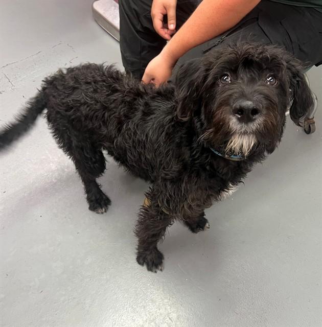 Enlarge Oliver, a ADOPTABLE mixed breed in Phoenix, OR image 1/1