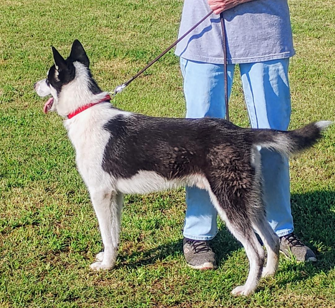 Echo, Adoptable, Young Male Siberian Husky.