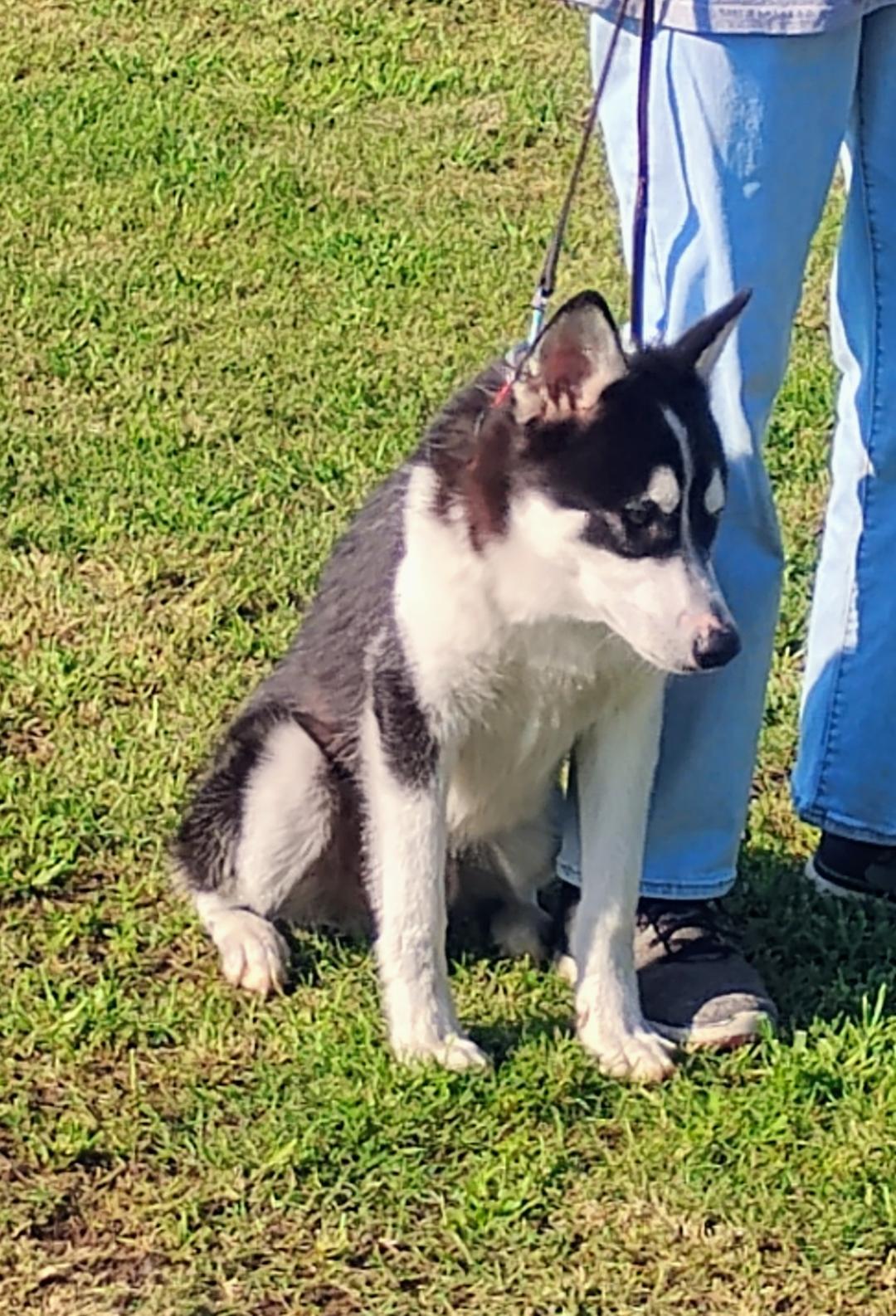 Enlarge Echo, a Adoptable Siberian Husky in Sulphur, OK image 2/6