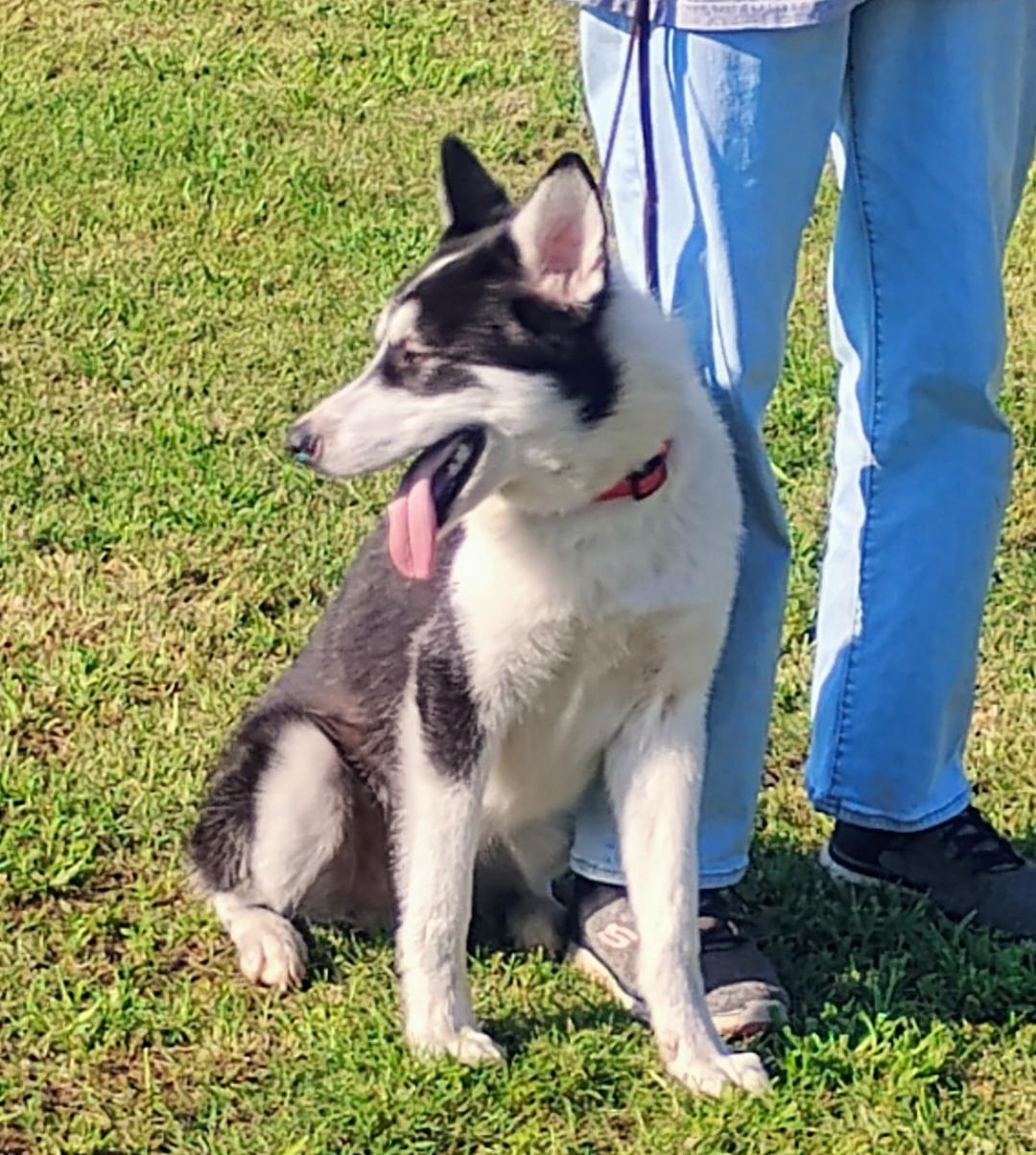 Enlarge Echo, a Adoptable Siberian Husky in Sulphur, OK image 3/6