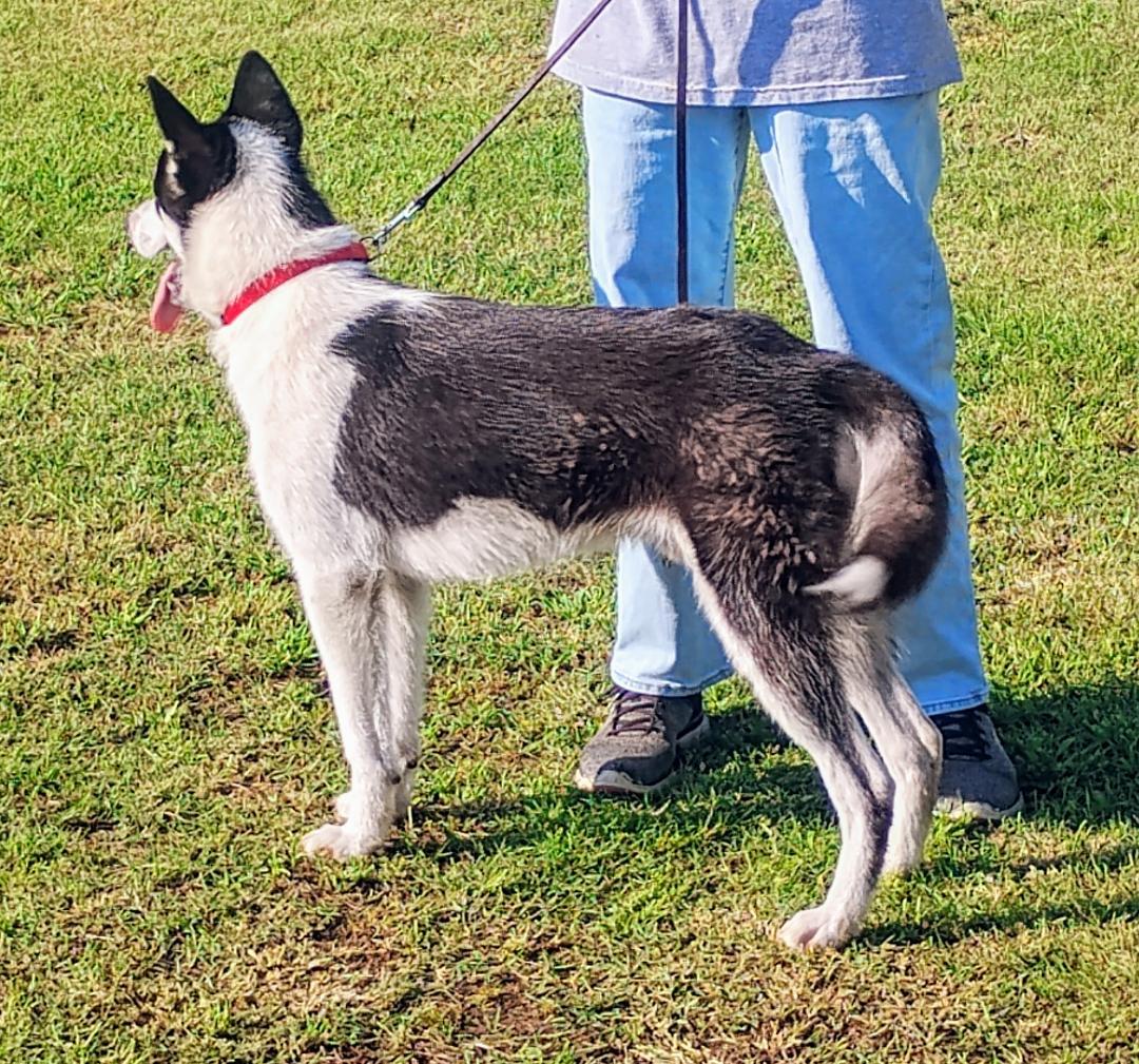 Enlarge Echo, a Adoptable Siberian Husky in Sulphur, OK image 4/6