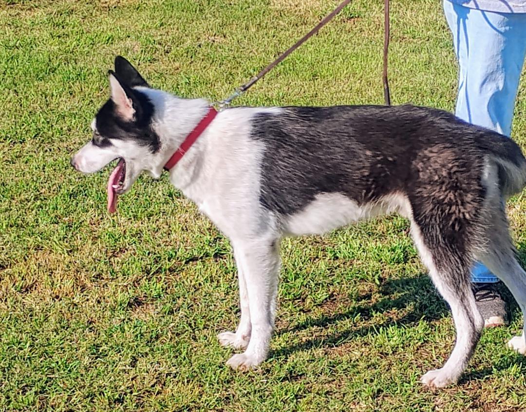 Enlarge Echo, a Adoptable Siberian Husky in Sulphur, OK image 5/6