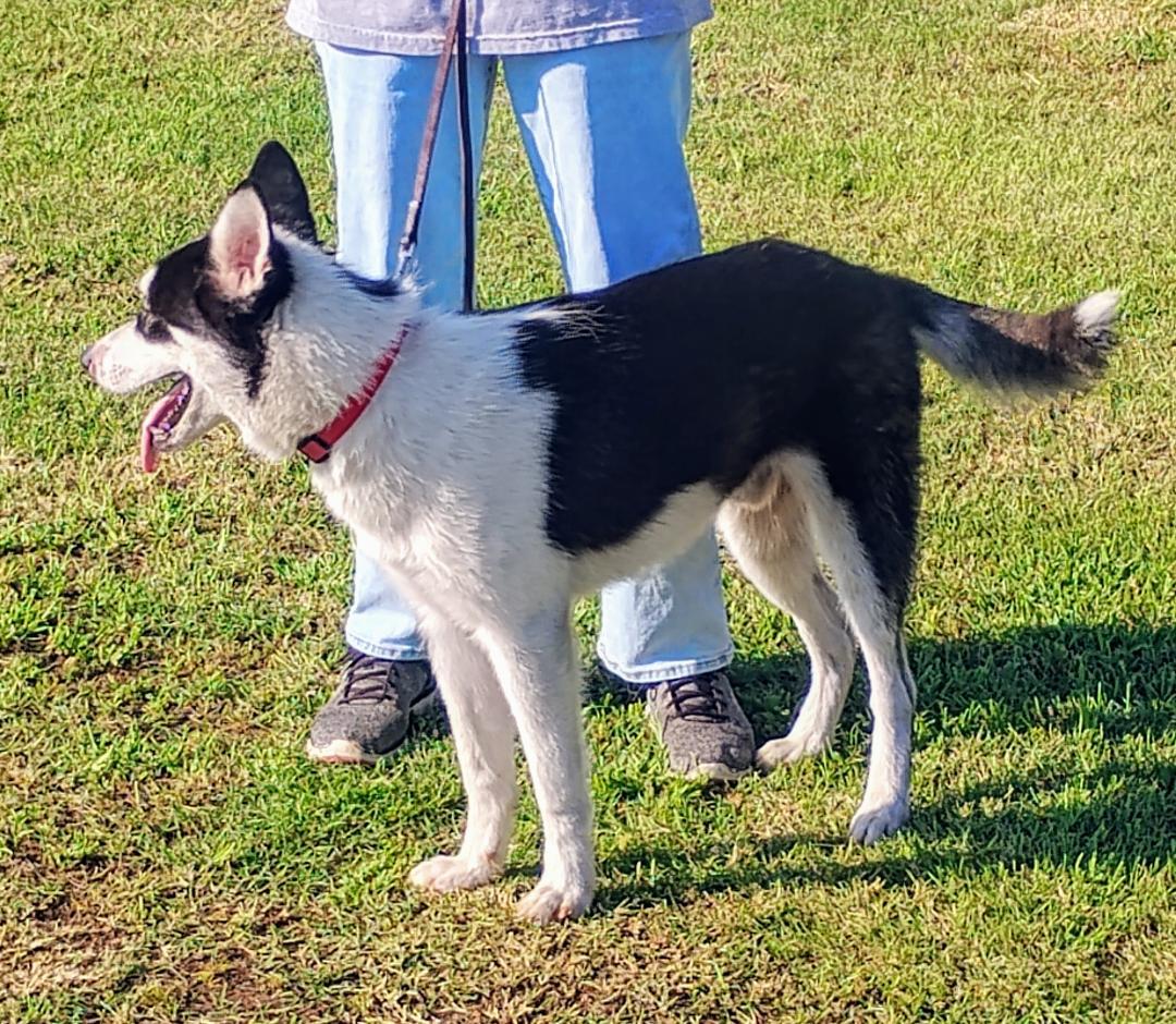 Enlarge Echo, a Adoptable Siberian Husky in Sulphur, OK image 6/6