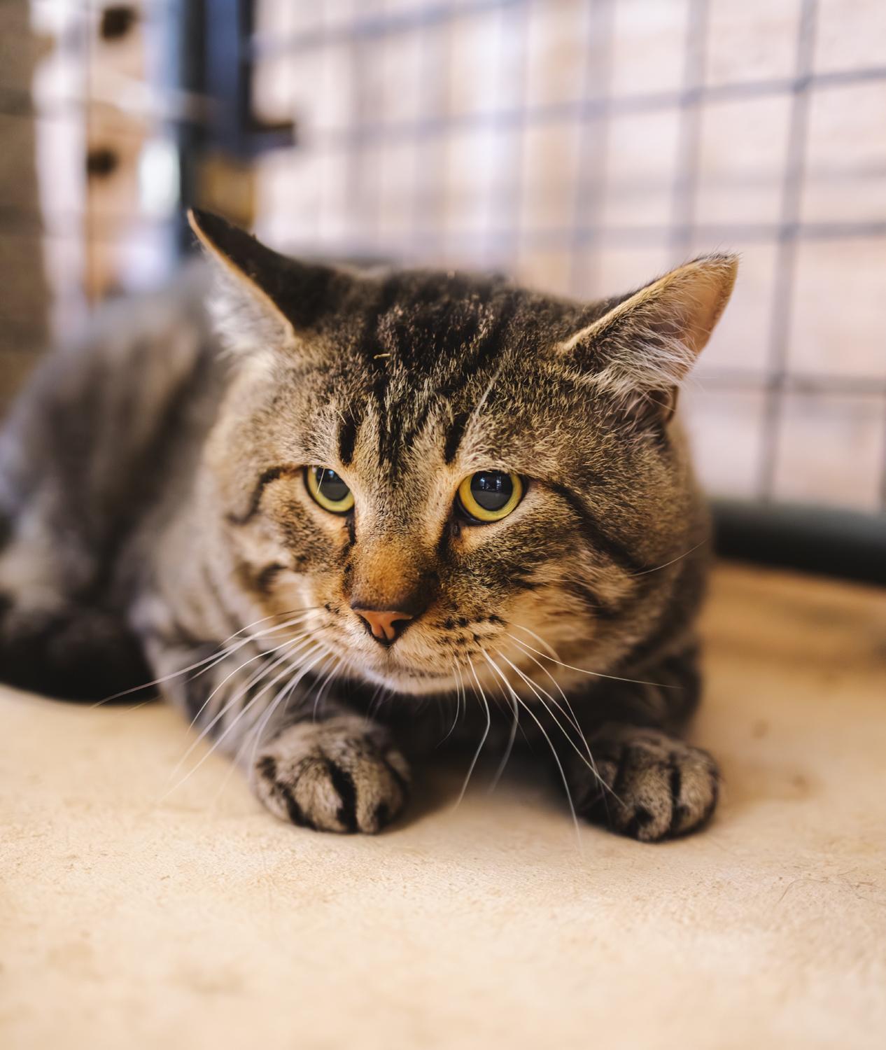 Enlarge Saturday, a Adoptable Domestic Short Hair in Marana, AZ image 1/3