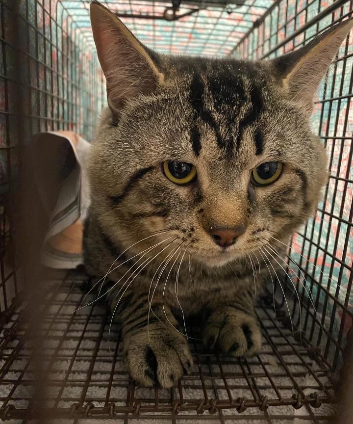 Enlarge Saturday, a Adoptable Domestic Short Hair in Marana, AZ image 2/3