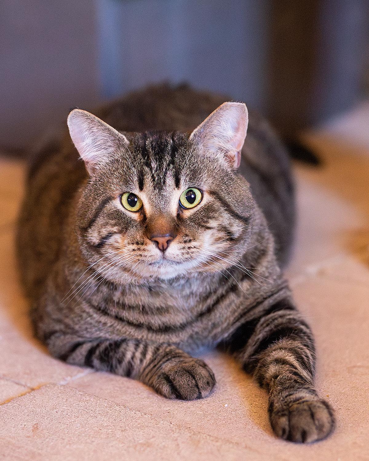 Enlarge Saturday, a Adoptable Domestic Short Hair in Marana, AZ image 3/3