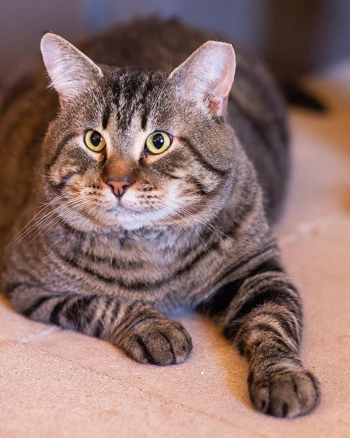 Enlarge Saturday, a Adoptable Domestic Short Hair in Marana, AZ image 1/3
