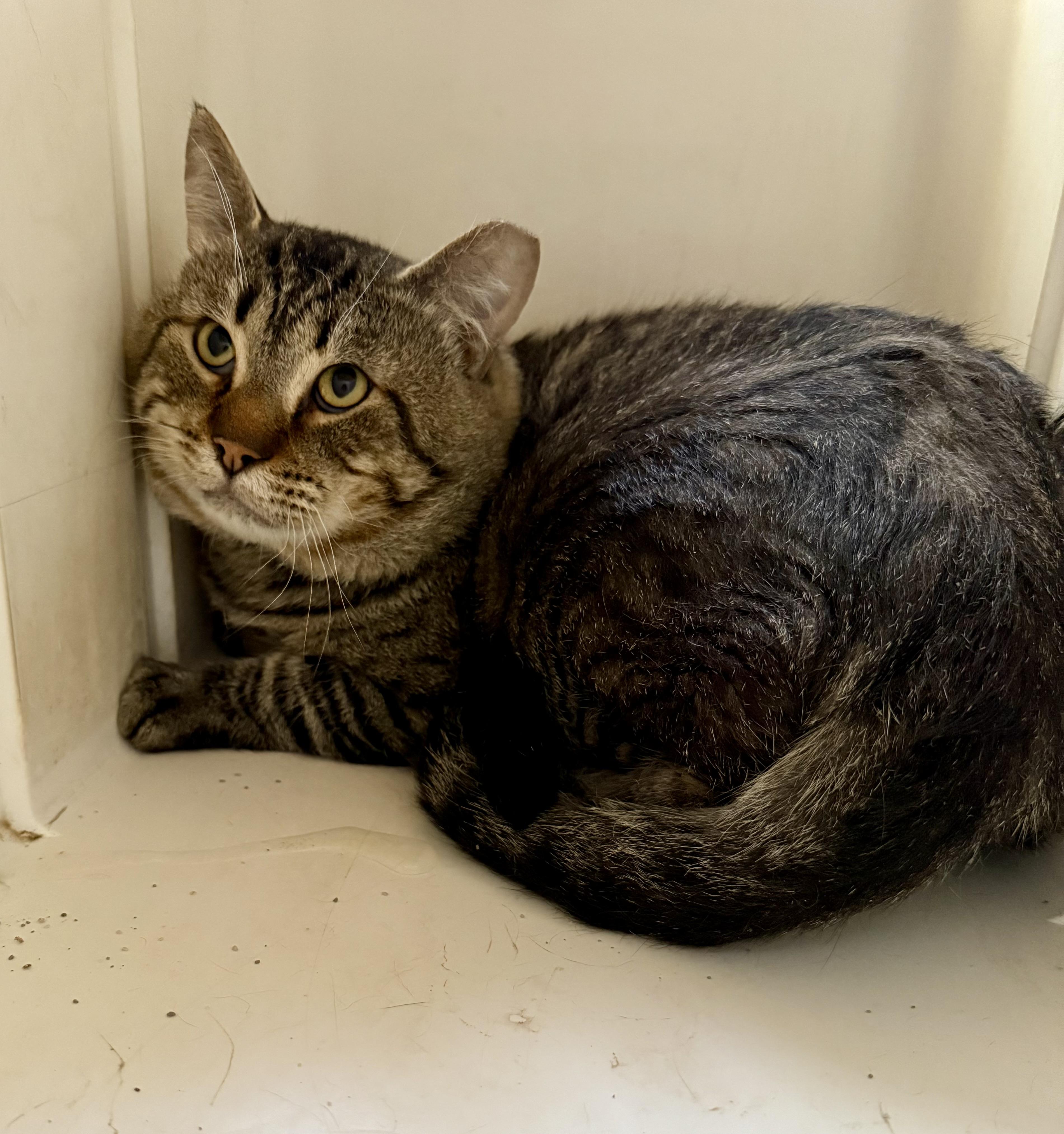 Enlarge Saturday, a Adoptable Domestic Short Hair in Marana, AZ image 3/3