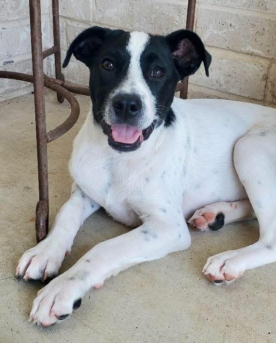 Meesha, a Adoptable mixed breed in Rockwall, TX image 3/4