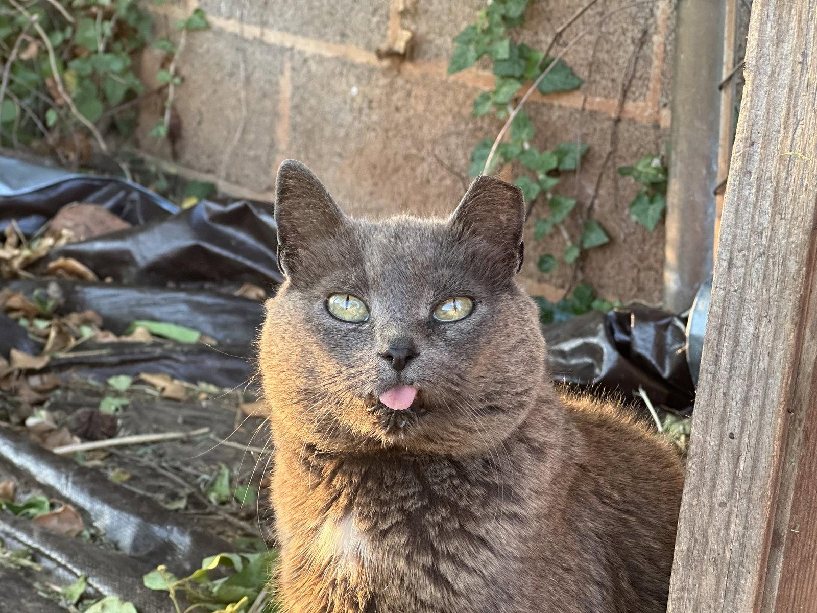 *Gray Mama - Courtesy Post, Adoptable, Adult Female Domestic Short Hair.