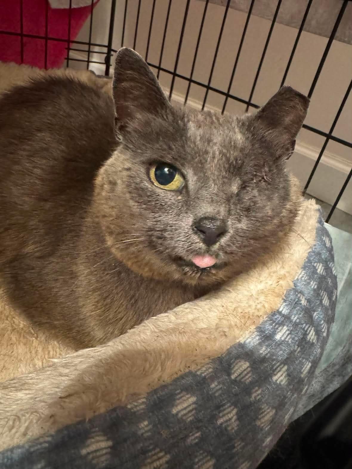 Enlarge *Gray Mama - Courtesy Post, a Adoptable Domestic Short Hair in Forest, VA image 2/3