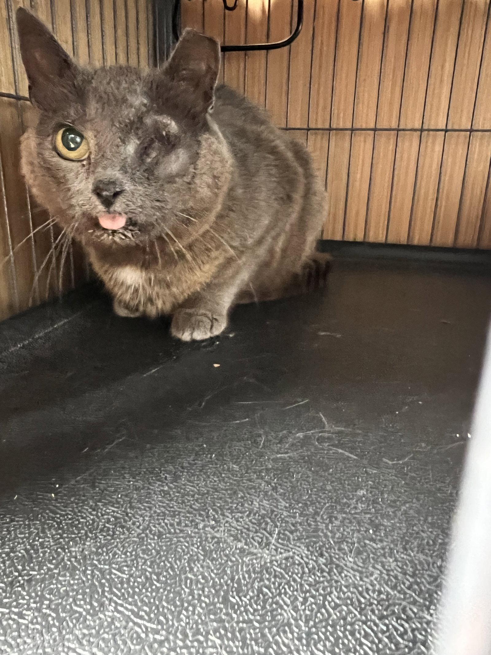 Enlarge *Gray Mama - Courtesy Post, a Adoptable Domestic Short Hair in Forest, VA image 3/3