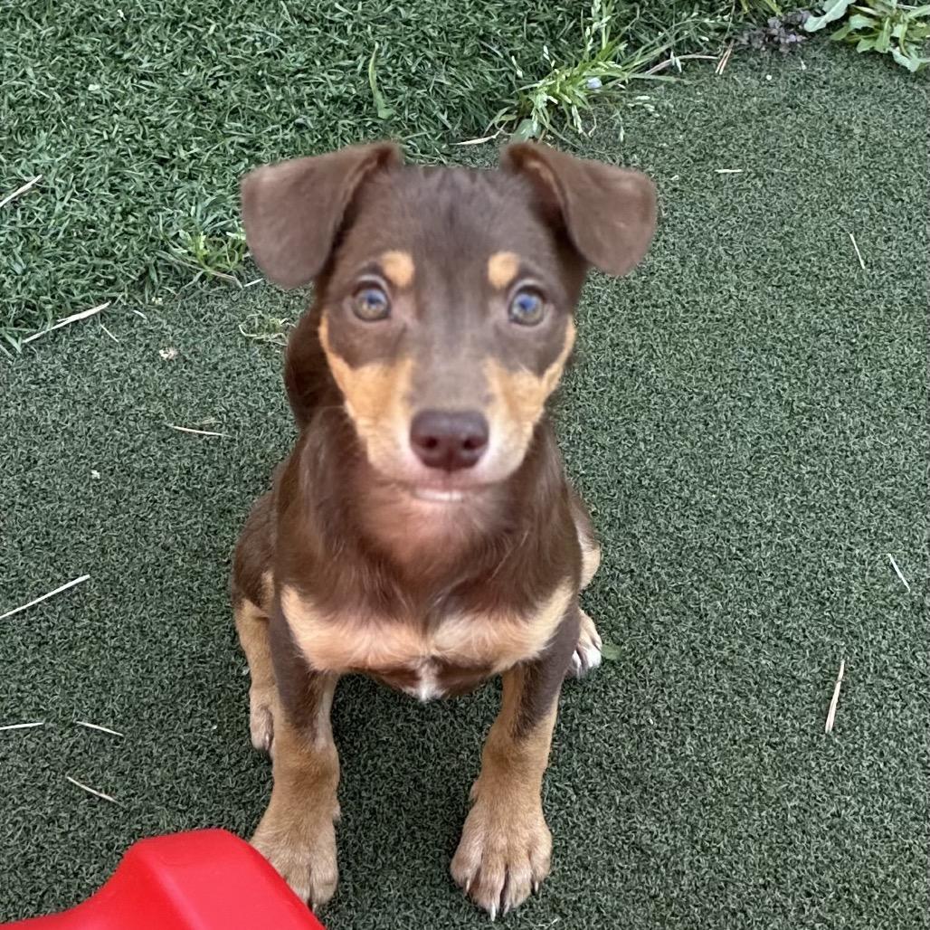 Enlarge Loompa, an adopted mixed breed in Sacramento, CA image 1/3