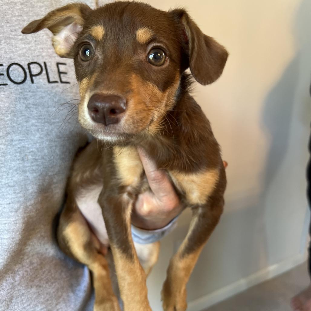 Enlarge Loompa, an adopted mixed breed in Sacramento, CA image 2/3