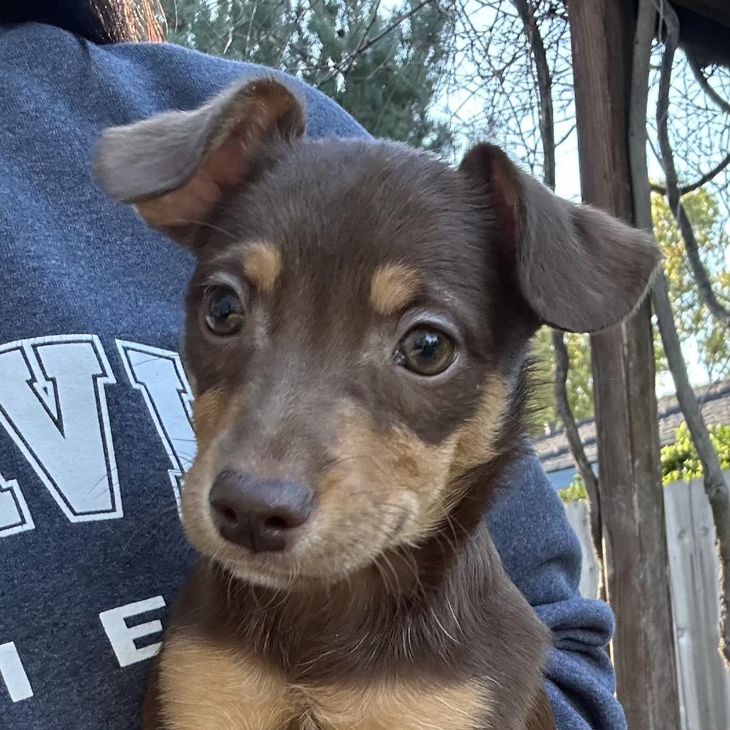 Enlarge Loompa, an adopted mixed breed in Sacramento, CA image 3/3