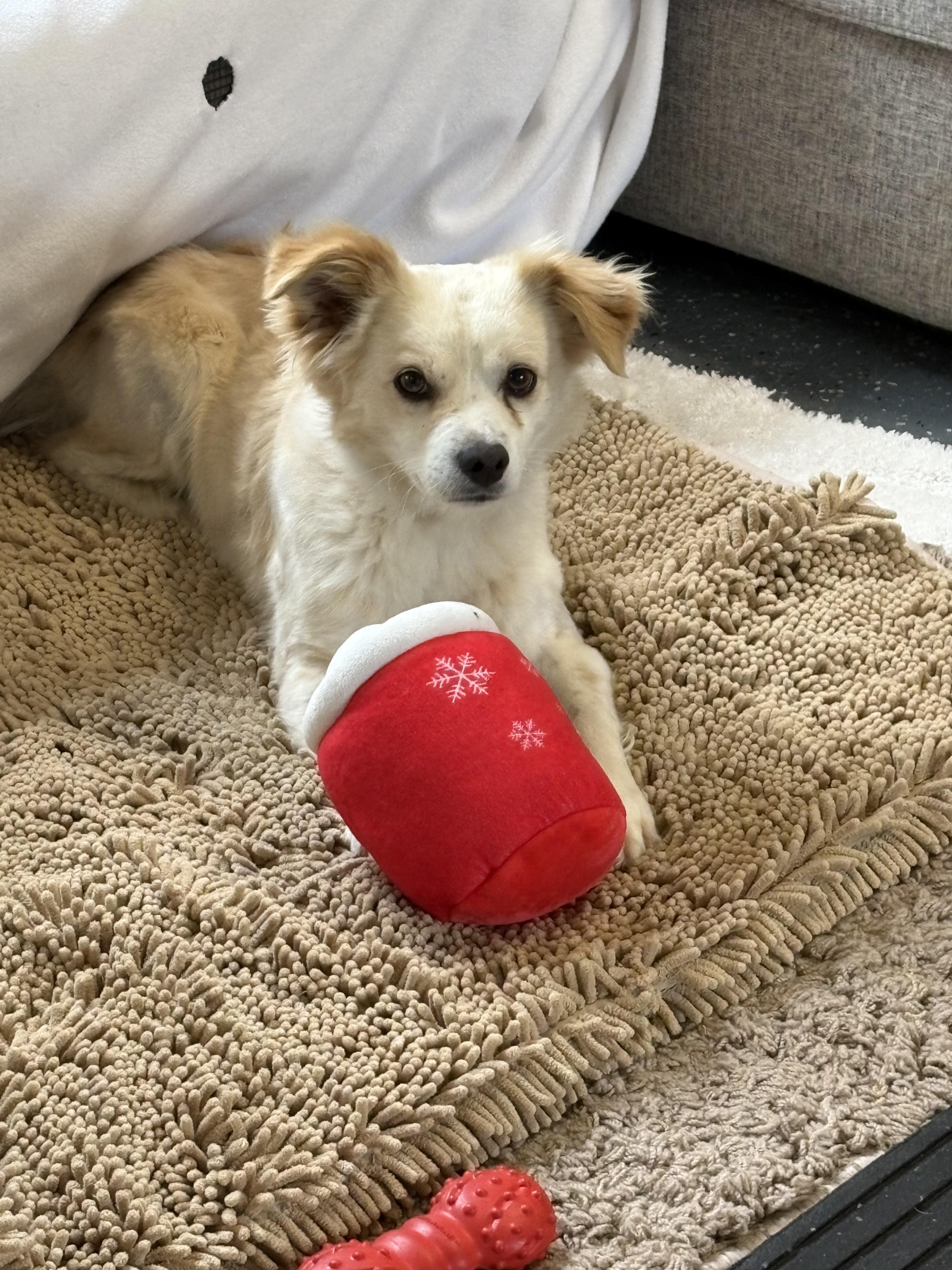 Enlarge Caleb, a Adopted Papillon in Shelbyville, TN image 1/3