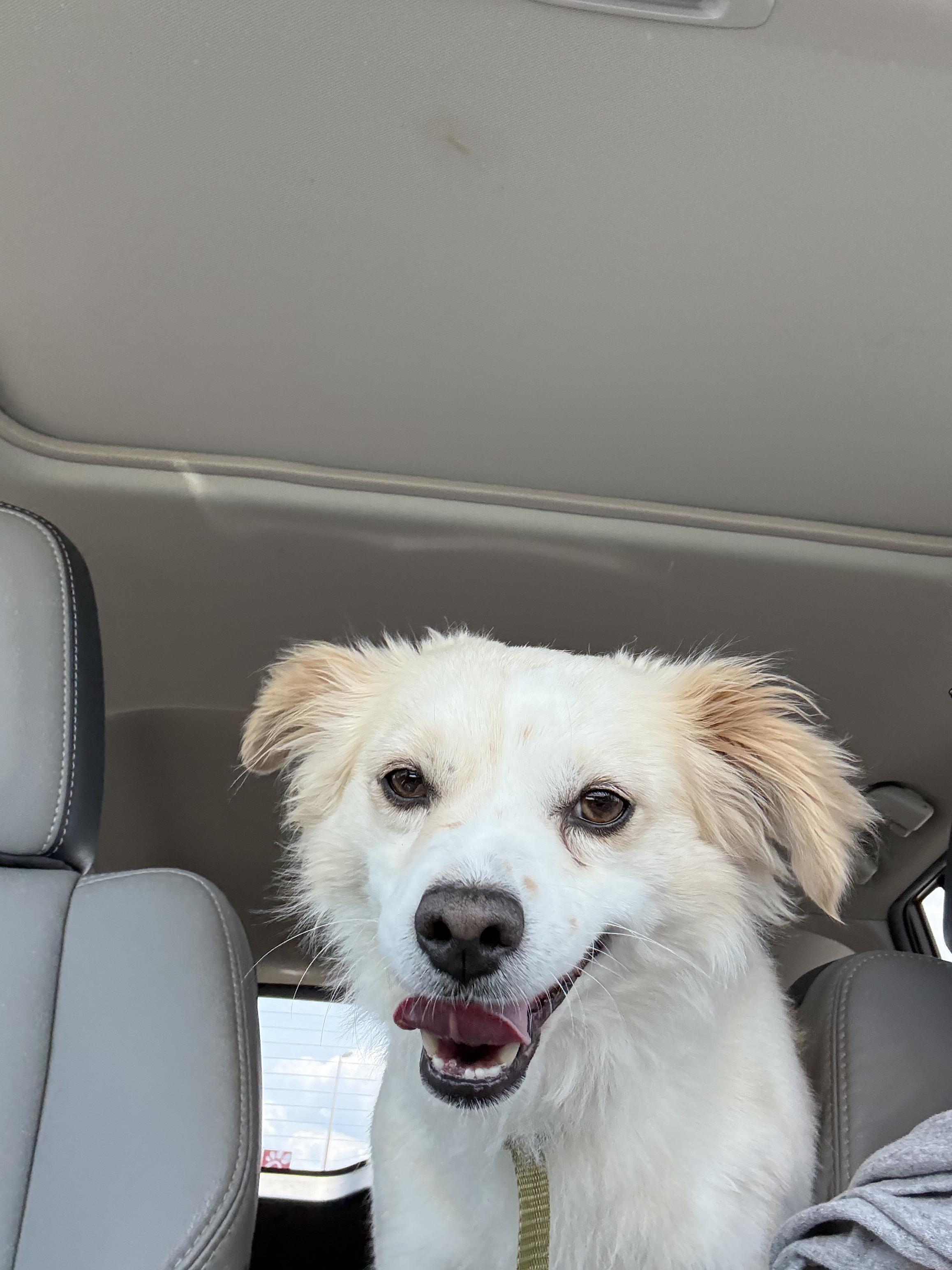 Enlarge Caleb, a Adopted Papillon in Shelbyville, TN image 2/3