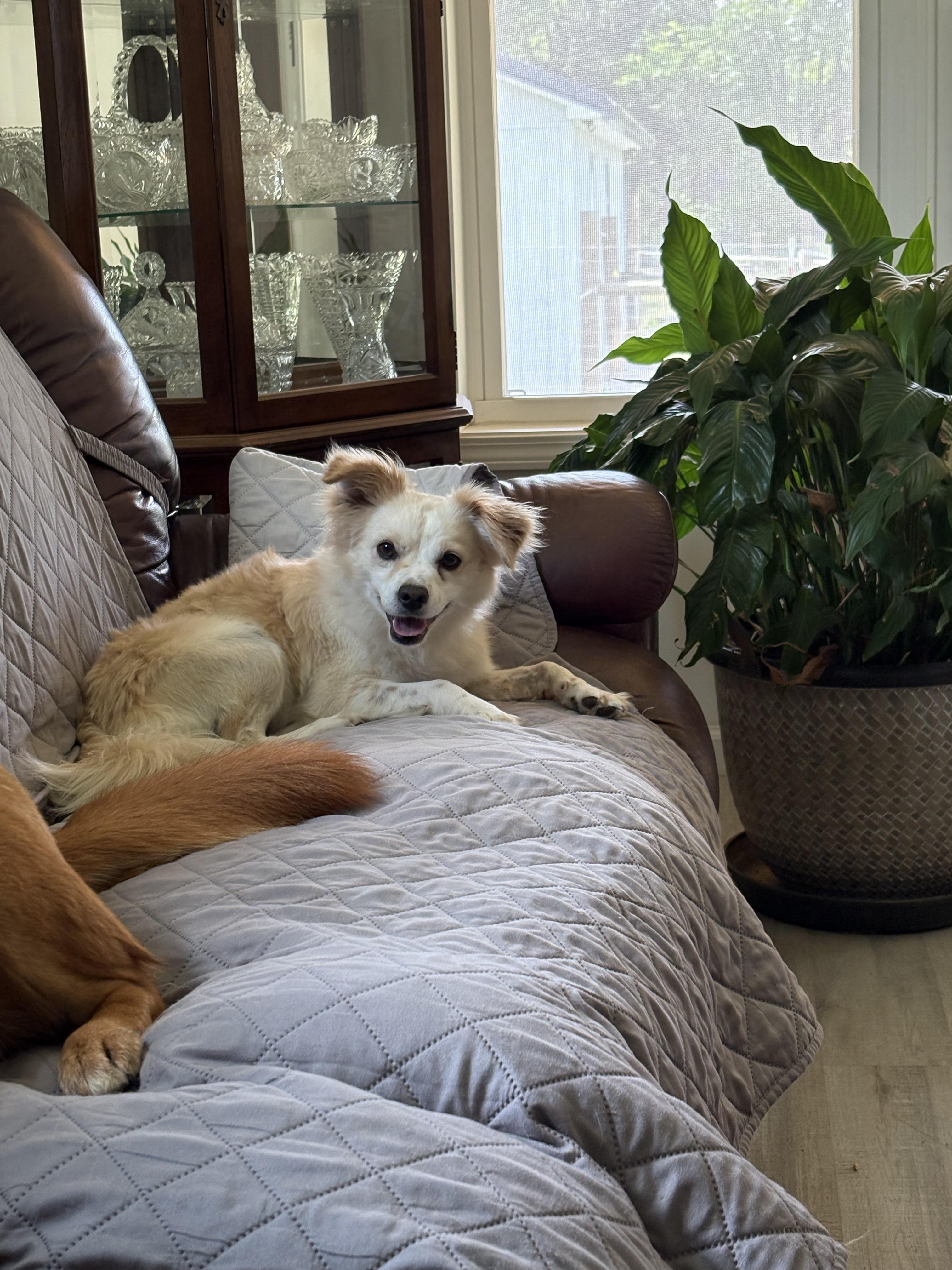 Enlarge Caleb, a Adopted Papillon in Shelbyville, TN image 3/3