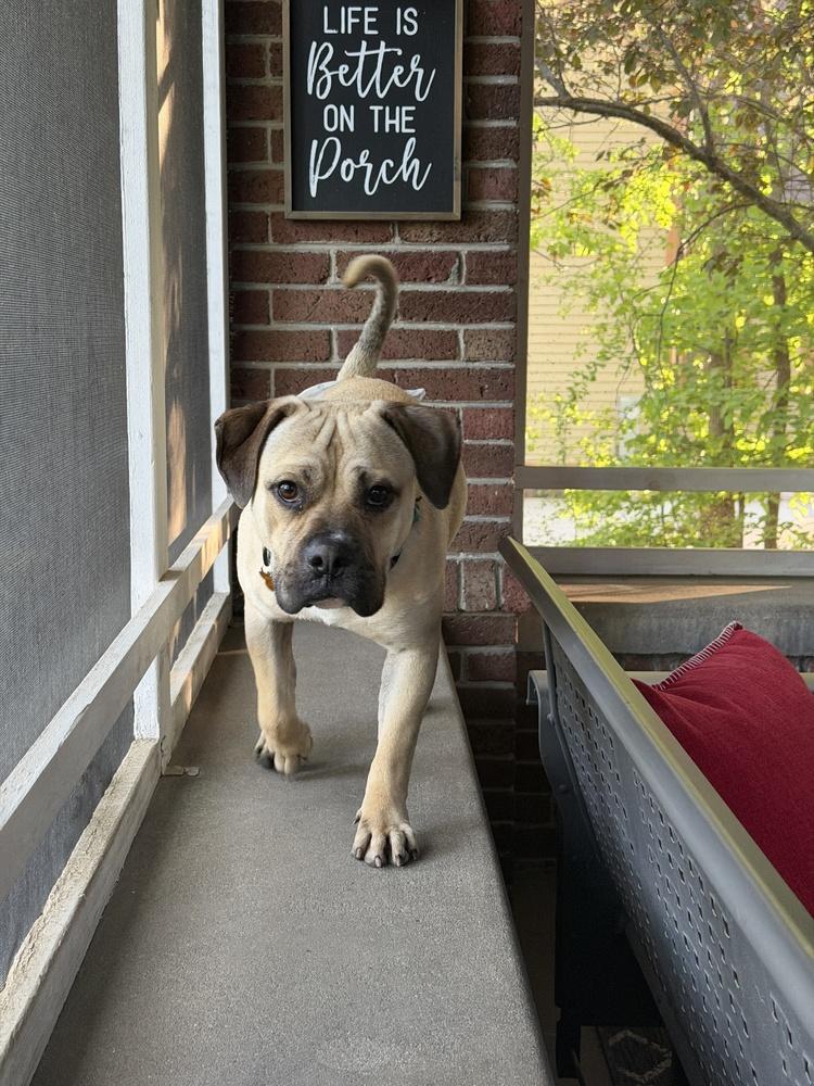 Enlarge Tindo, a Adoptable mixed breed in Waunakee, WI image 2/6