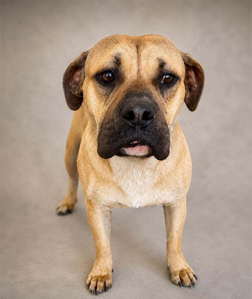 Enlarge Tindo, a Adoptable mixed breed in Waunakee, WI image 3/6