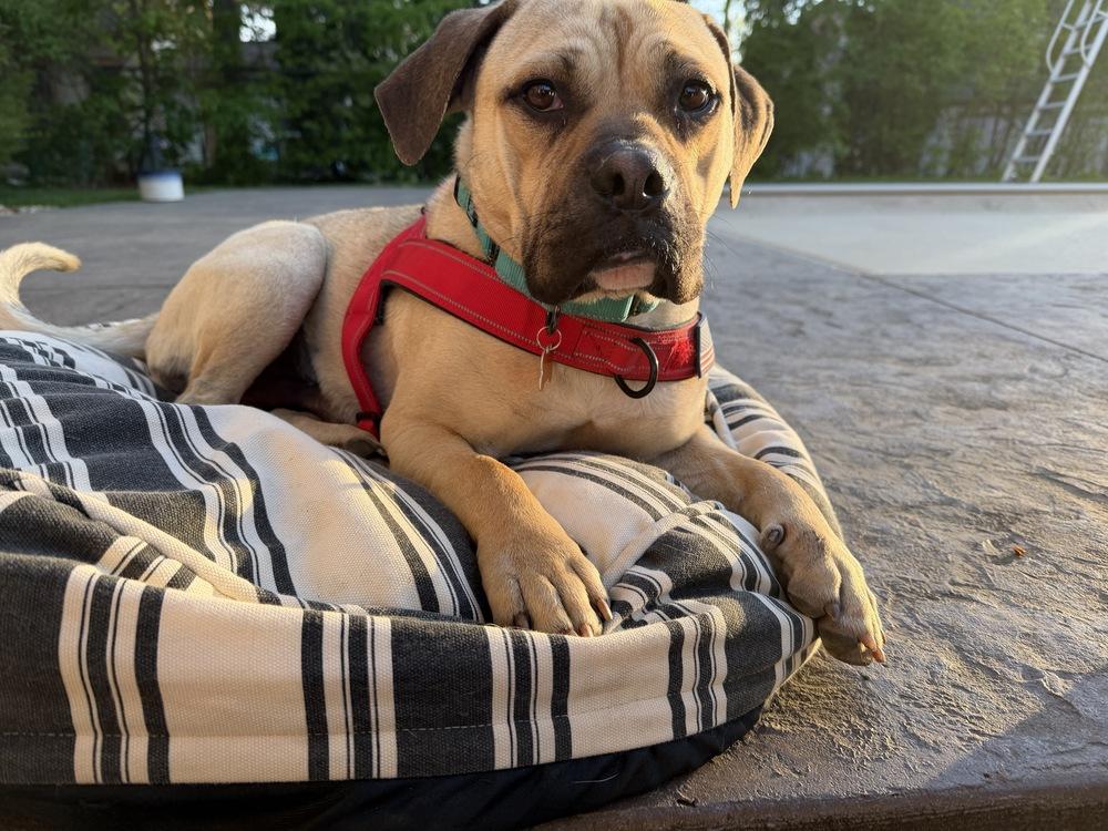 Enlarge Tindo, a Adoptable mixed breed in Waunakee, WI image 5/6