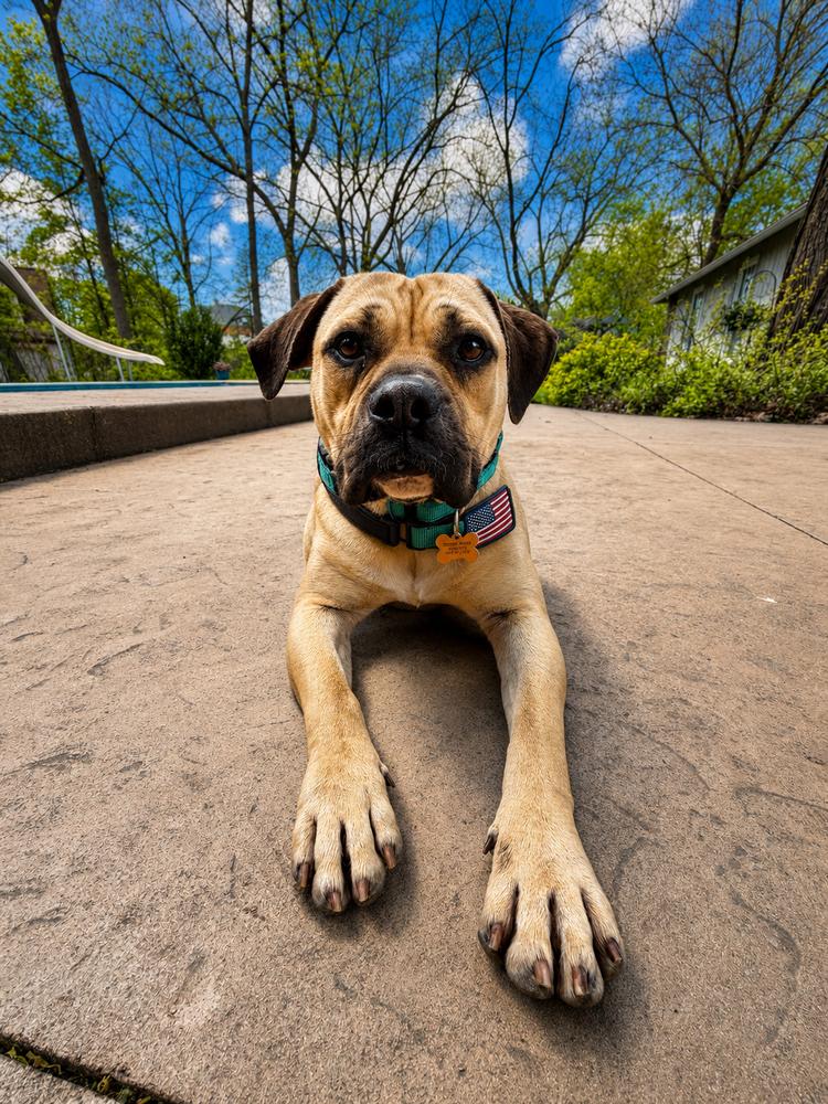 Enlarge Tindo, a Adoptable mixed breed in Waunakee, WI image 6/6