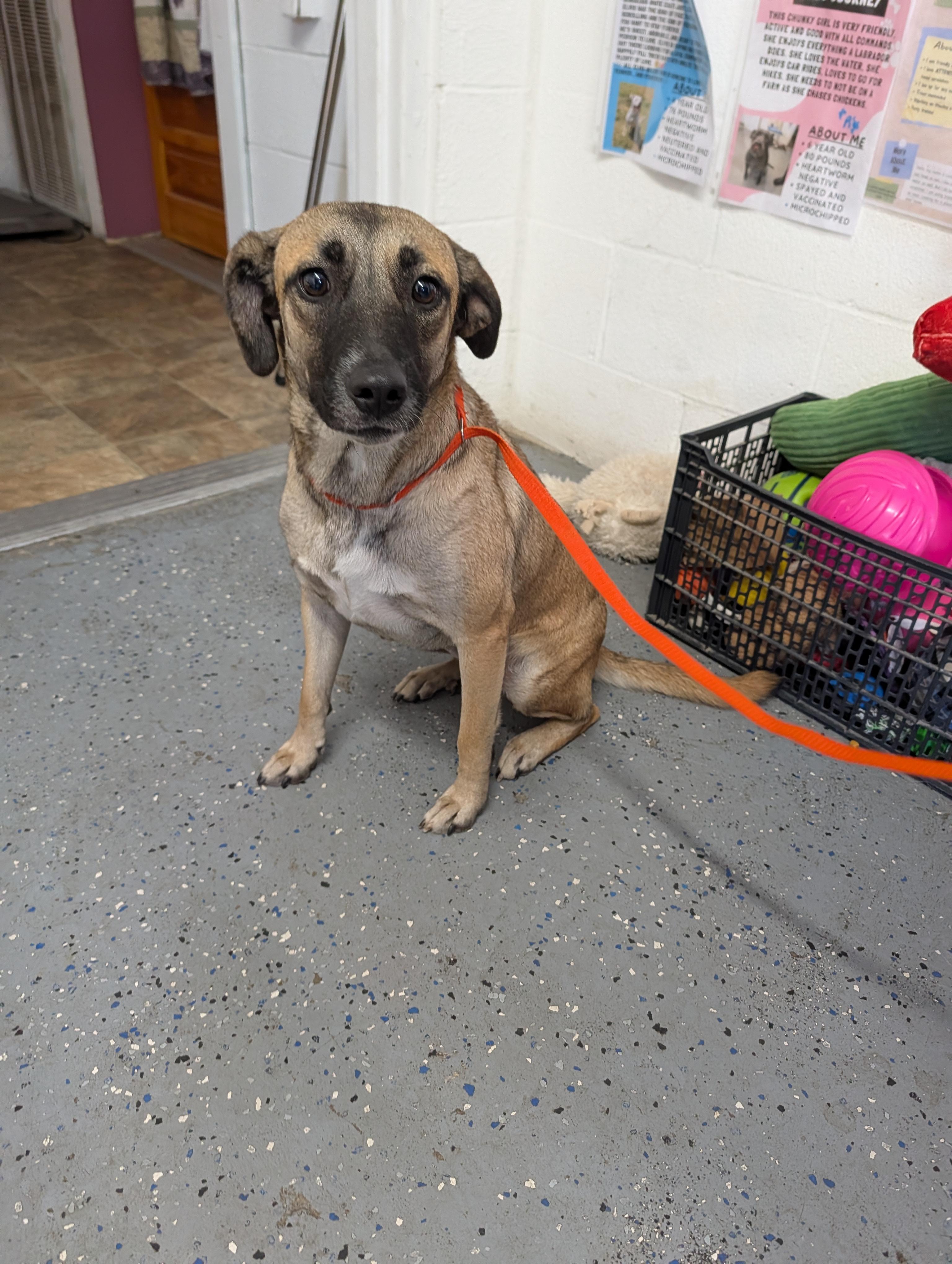 Enlarge Flower, a Adoptable German Shepherd Dog in Lewisburg, TN image 4/5