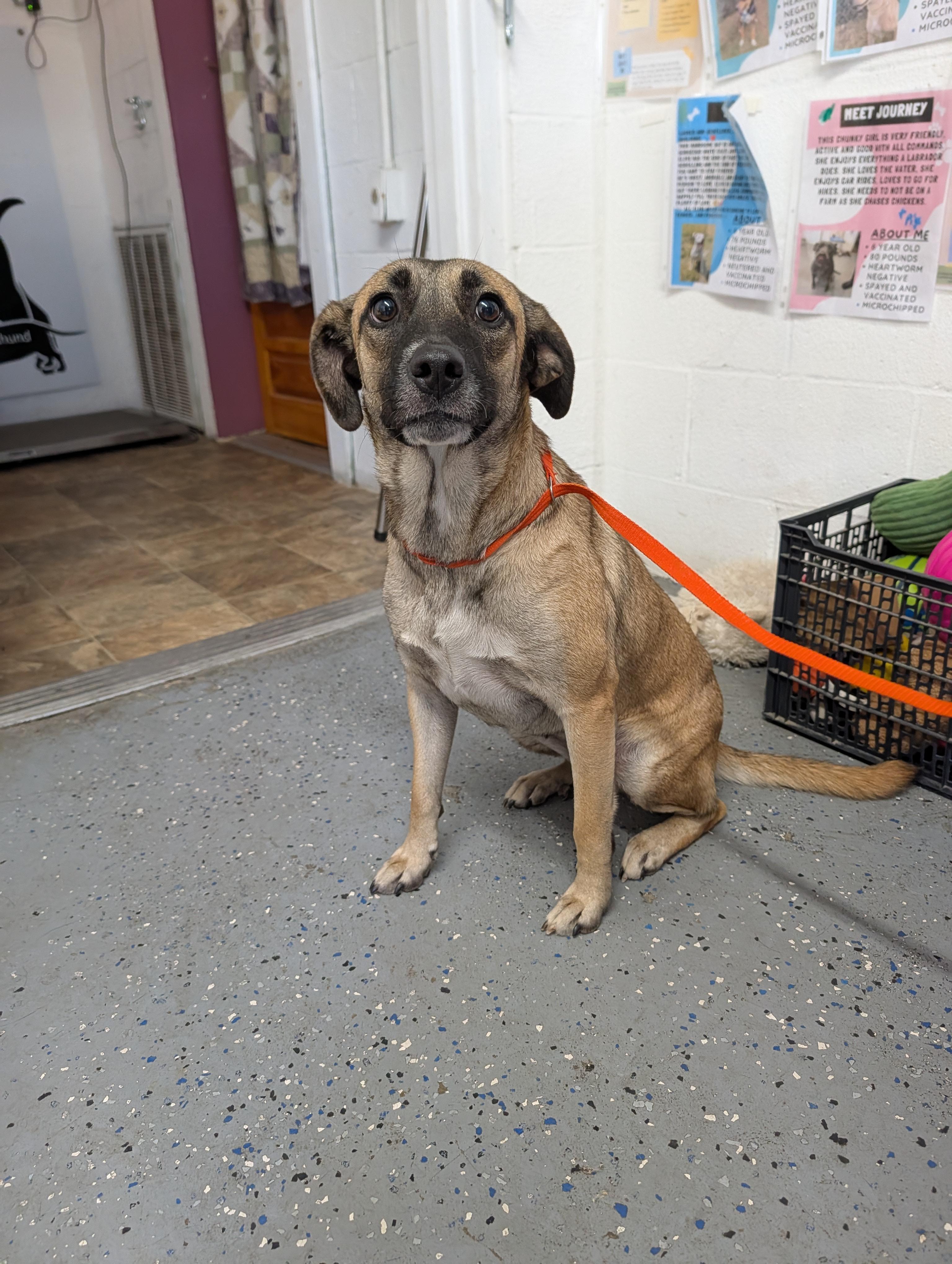 Enlarge Flower, a Adoptable German Shepherd Dog in Lewisburg, TN image 3/5