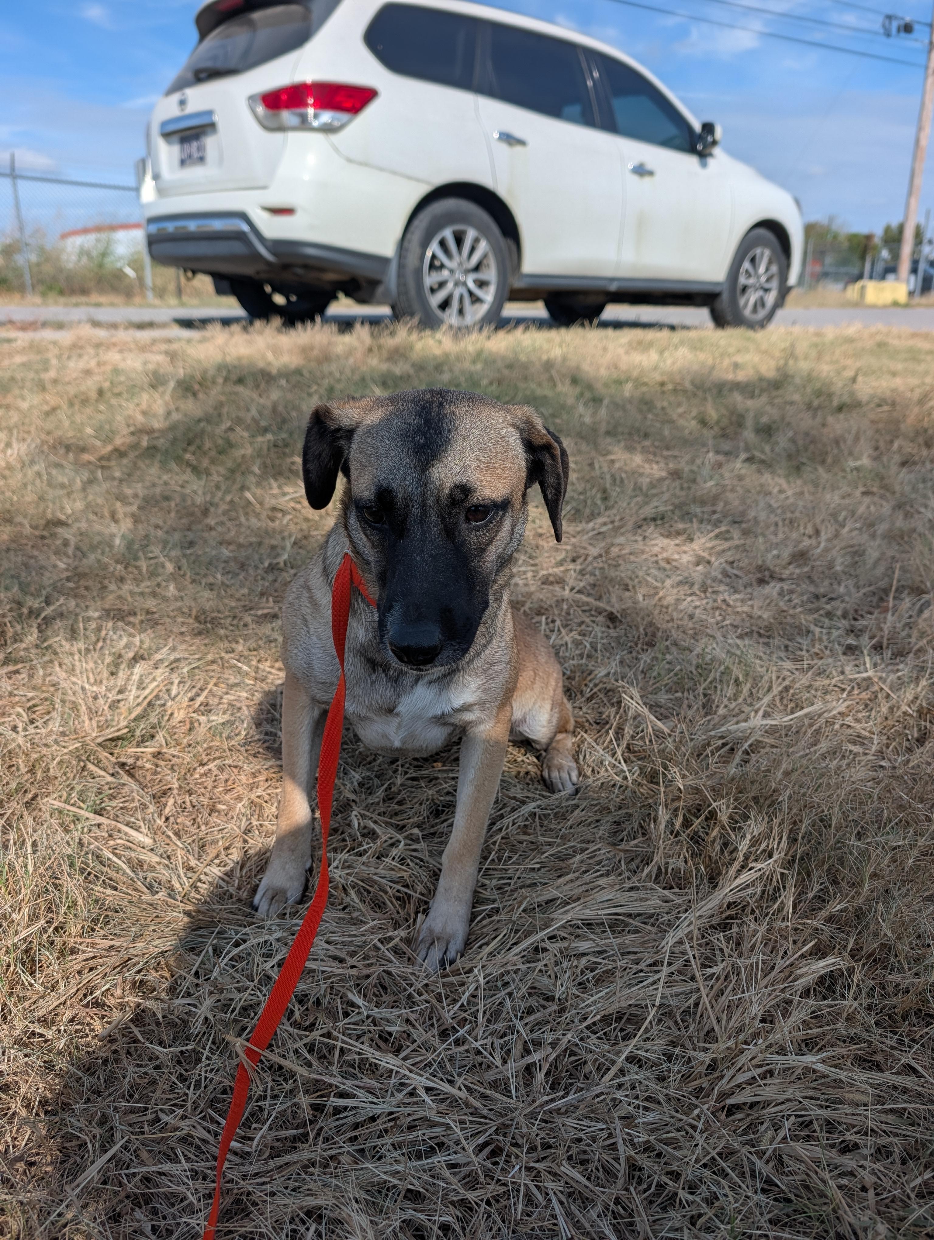 Enlarge Flower, a Adoptable German Shepherd Dog in Lewisburg, TN image 5/5