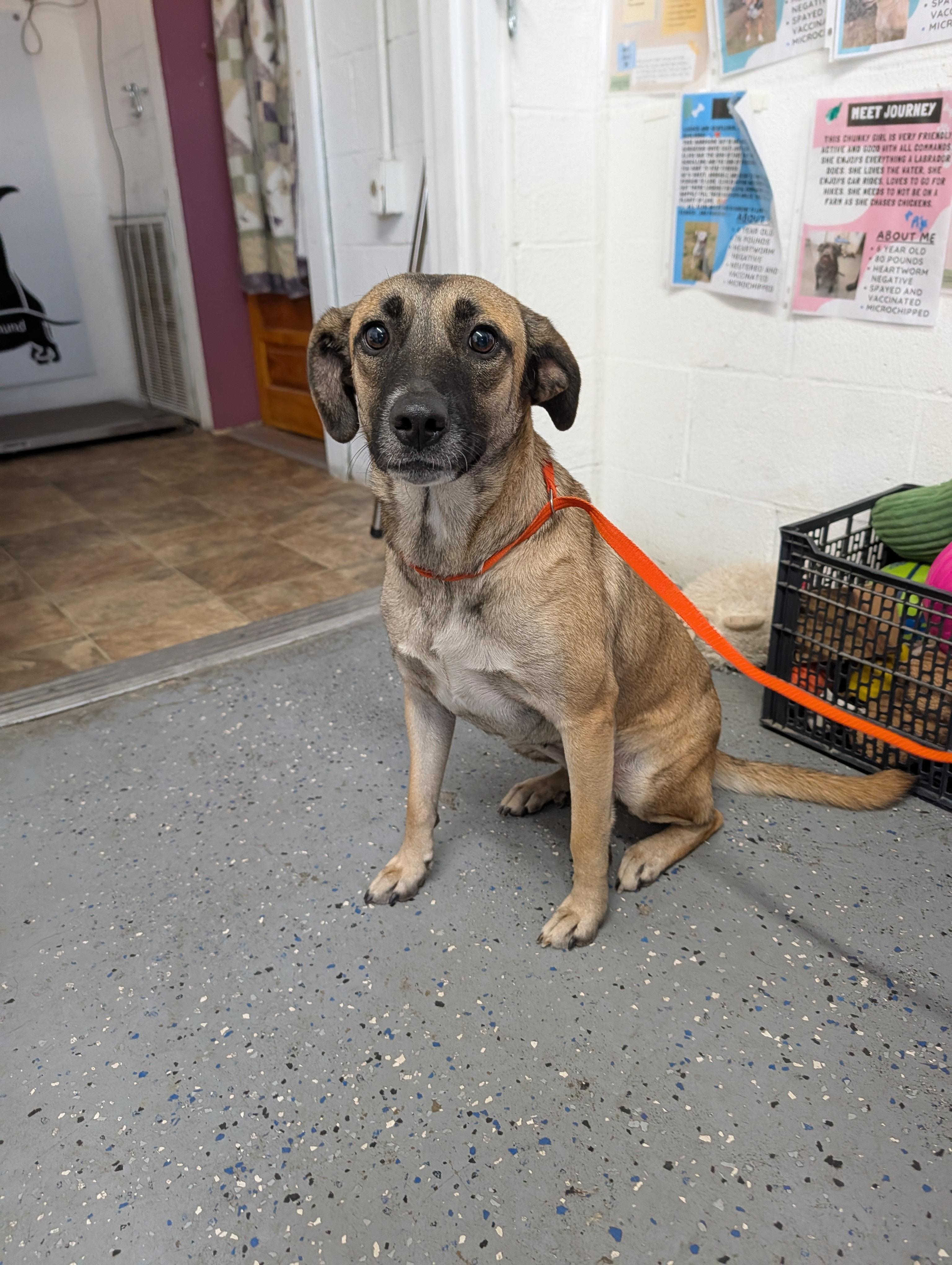 Flower, Adoptable, Puppy Female German Shepherd Dog.