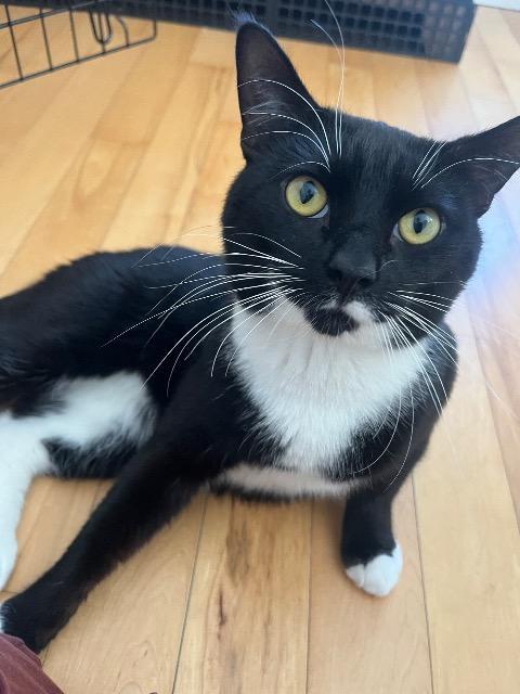 Damvi, Adoptable, Young Male Domestic Short Hair.