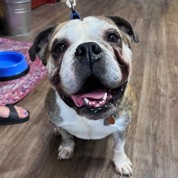 Axel, Adoptable, Adult Male English Bulldog & Beagle.