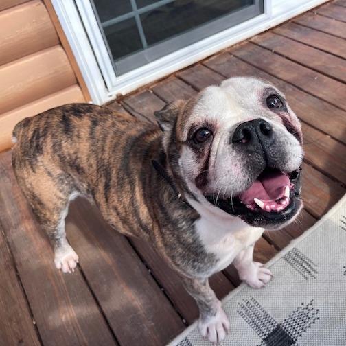 Enlarge Axel, a Adoptable mixed breed in Mooresville, IN image 2/6