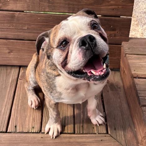 Enlarge Axel, a Adoptable mixed breed in Mooresville, IN image 4/6