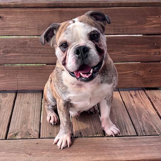 Enlarge Axel, a Adoptable mixed breed in Mooresville, IN image 6/6