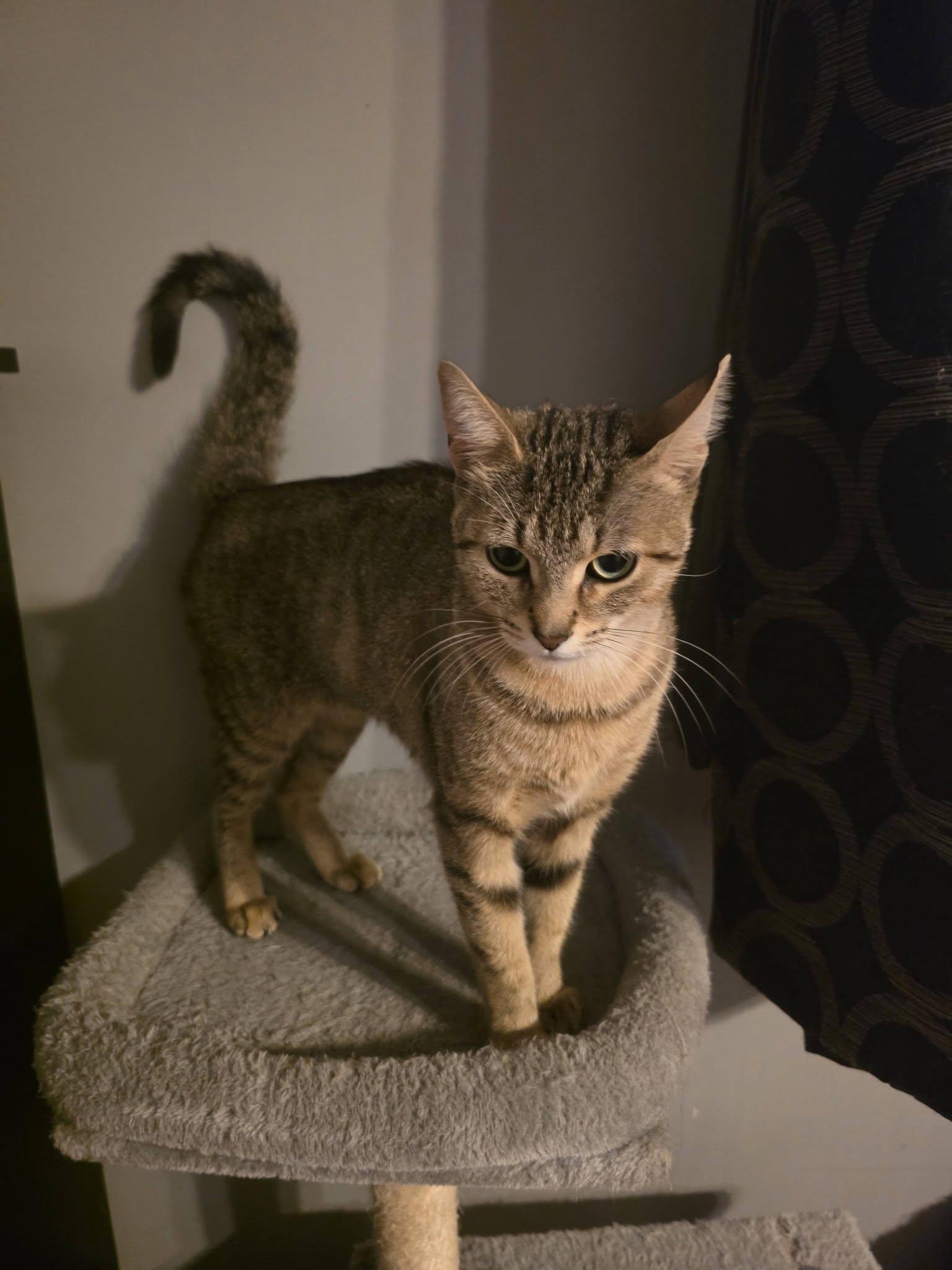 Enlarge Savannah, a Adoptable Domestic Short Hair in Spencerville, ON image 1/6